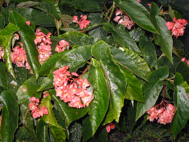 B. ‘Lulu Bower’
